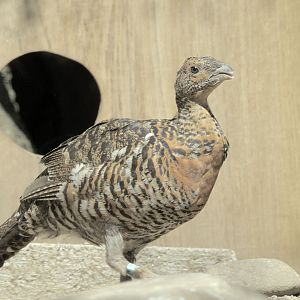 Capercaillie female