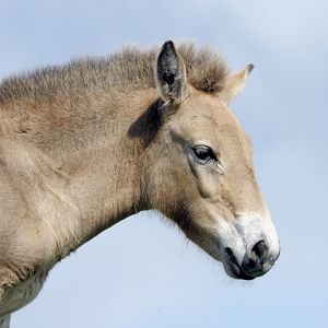Przewalski foal