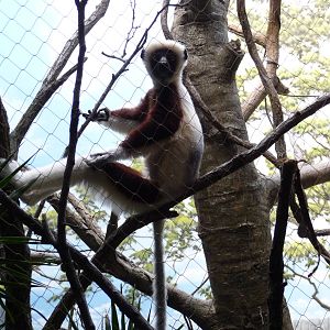 Bronx Zoo - Madagascar!