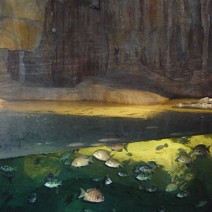 Bronx Zoo - Madagascar!