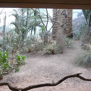 Bronx Zoo - Madagascar!