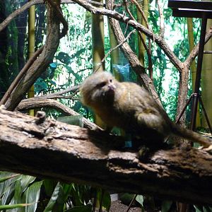 Bronx Zoo - Congo Gorilla Forest