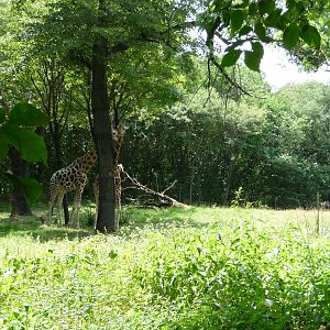 Bronx Zoo - Giraffes