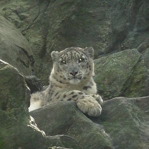 Bronx Zoo - Snow Leopard