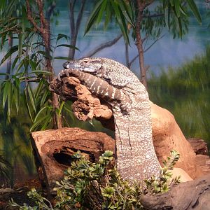 Bronx Zoo - Water Monitor