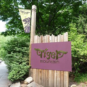 Bronx Zoo - Tiger Mountain