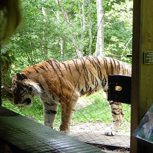 Bronx Zoo - Tiger Mountain