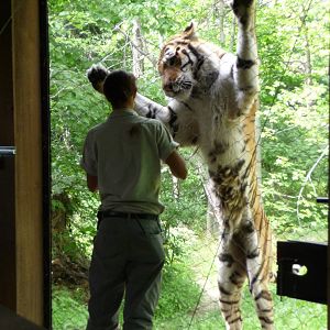 Bronx Zoo - Tiger Mountain