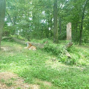Bronx Zoo - Tiger Mountain