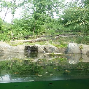 Bronx Zoo - Tiger Mountain