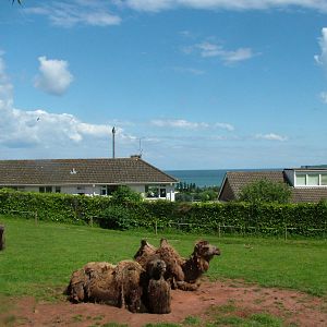 Camels by the sea at Paignton Zoo 2007