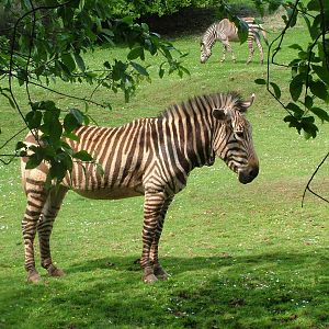 Hartmann's Mountain Zebra at Paignton Zoo 2007