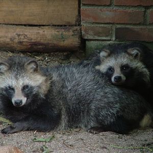 Raccoon Dogs (Nyctereutes procyonoides) at Tierpark Neumuenster 2007