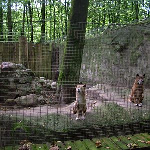 Enclosure for New Guinea Singing Dogs at Tierpark Neumuenster 2007