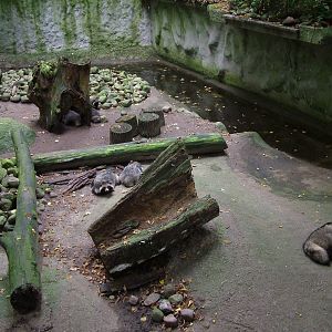 Enclosure for Raccoon Dogs at Tierpark Neumuenster 2007