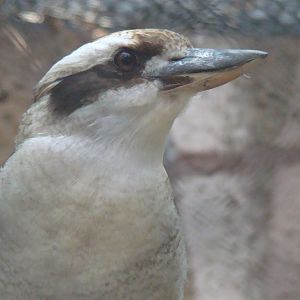 Laughing Kookaburra at the Los Angeles Zoo