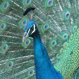 Blue Peafowl at the Los Angeles Zoo