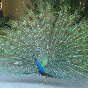 Blue Peafowl at the Los Angeles Zoo