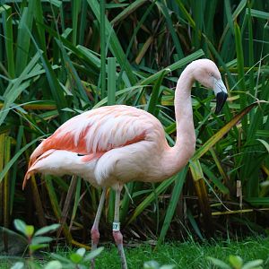 Chilean Flamingo at the Los Angeles Zoo