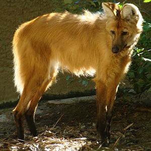 Maned Wolf at the Los Angeles Zoo