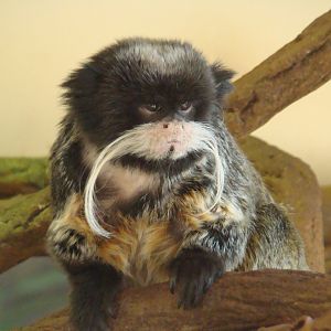 Emperor Tamarin at the Los Angeles Zoo