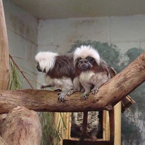Cotton-topped Tamarins at the Los Angeles Zoo