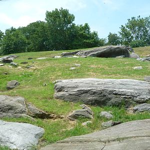 Bronx Zoo - Baboon Ridge