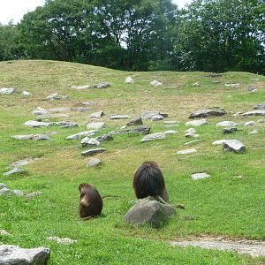Bronx Zoo - Baboon Ridge