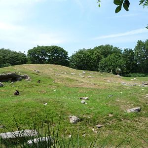 Bronx Zoo - Baboon Ridge