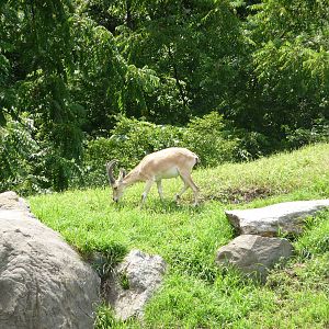 Bronx Zoo - Baboon Ridge