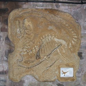 Velociraptor faux fossil in the Tropical Realm