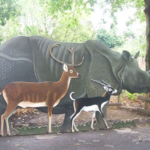 Asian Plains size comparison