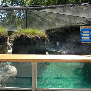 Walrus Exhibit - Viewing Area