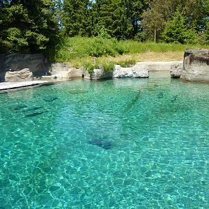Harbour Seal Exhibit