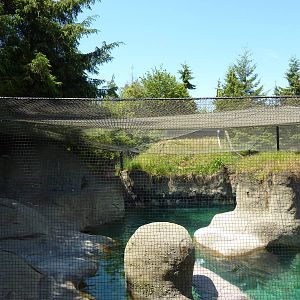 Walrus Exhibit