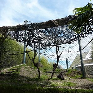 Asian Forest Sanctuary - Rotation Exhibit