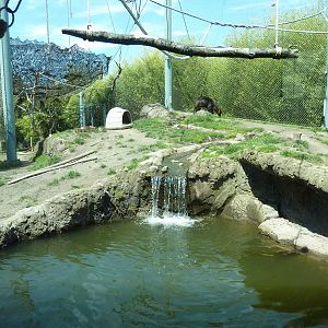 Asian Forest Sanctuary - Rotation Exhibit