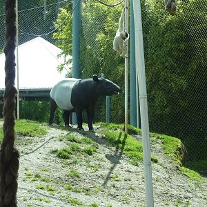 Asian Forest Sanctuary - Tapir Vs. Gibbon