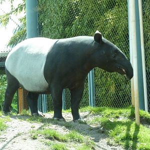 Asian Forest Sanctuary - Malayan Tapir