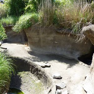 Asian Forest Sanctuary - Rotation Exhibit