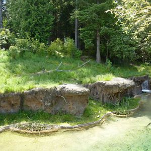 Asian Forest Sanctuary - Rotation Exhibit