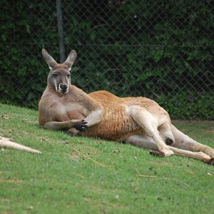 Red Kangaroo