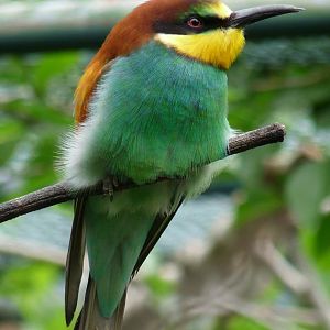 European bee-eater