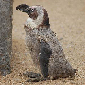 Worst Looking Penguin???