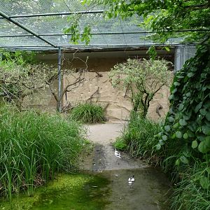 Exhibit for European Bee-Eaters