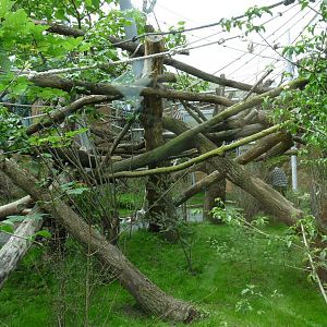 New Orang Exhibit detail