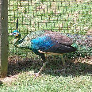 Javan Peafowl