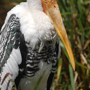 Painted Stork
