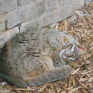 Sleeping Leopard Cat