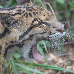 Clouded Leopard